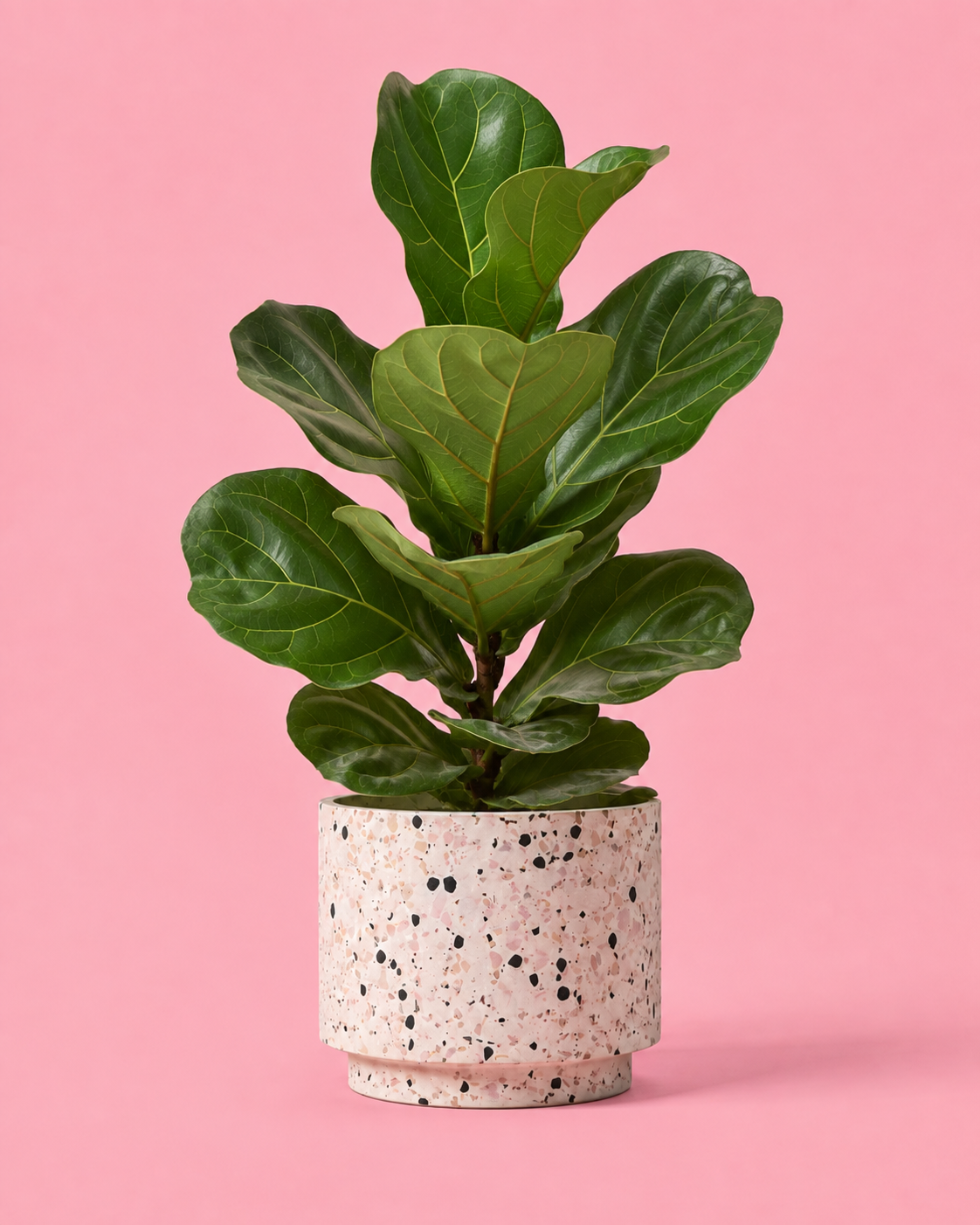 Ficus Lyrata