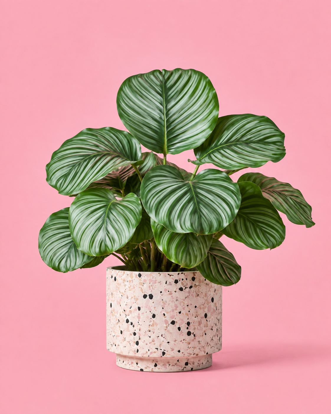Calathea Orbifolia