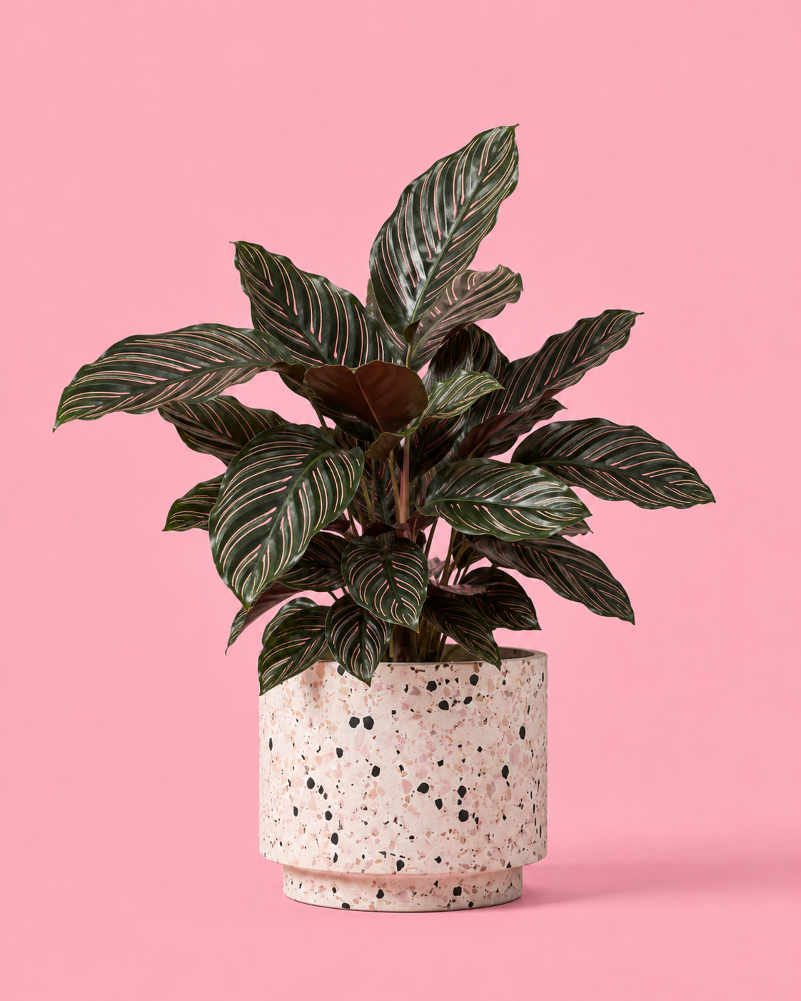 Calathea Ornata