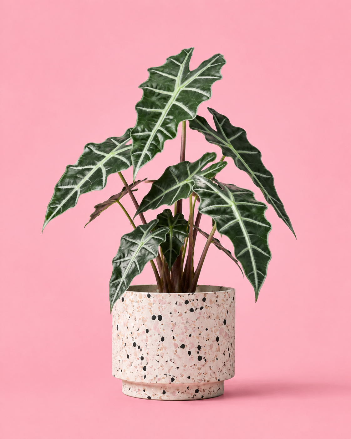 Alocasia Polly