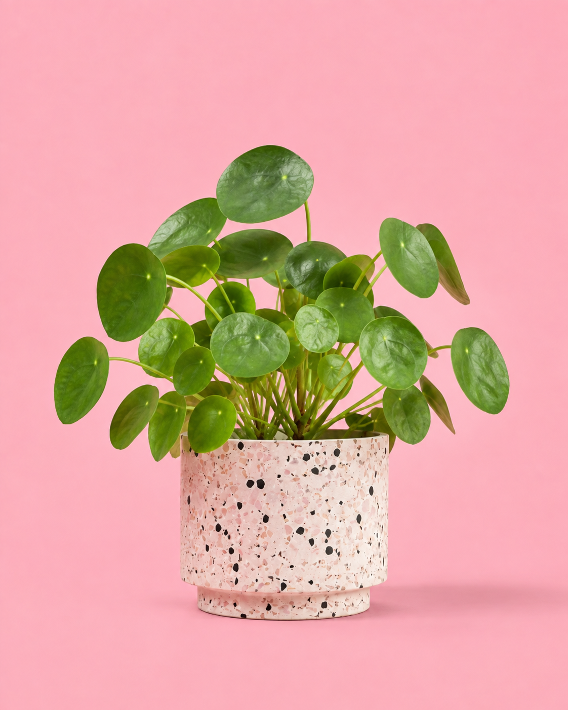 Pilea Peperomioides