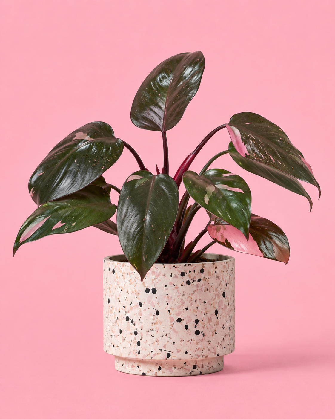Philodendron Pink Princess
