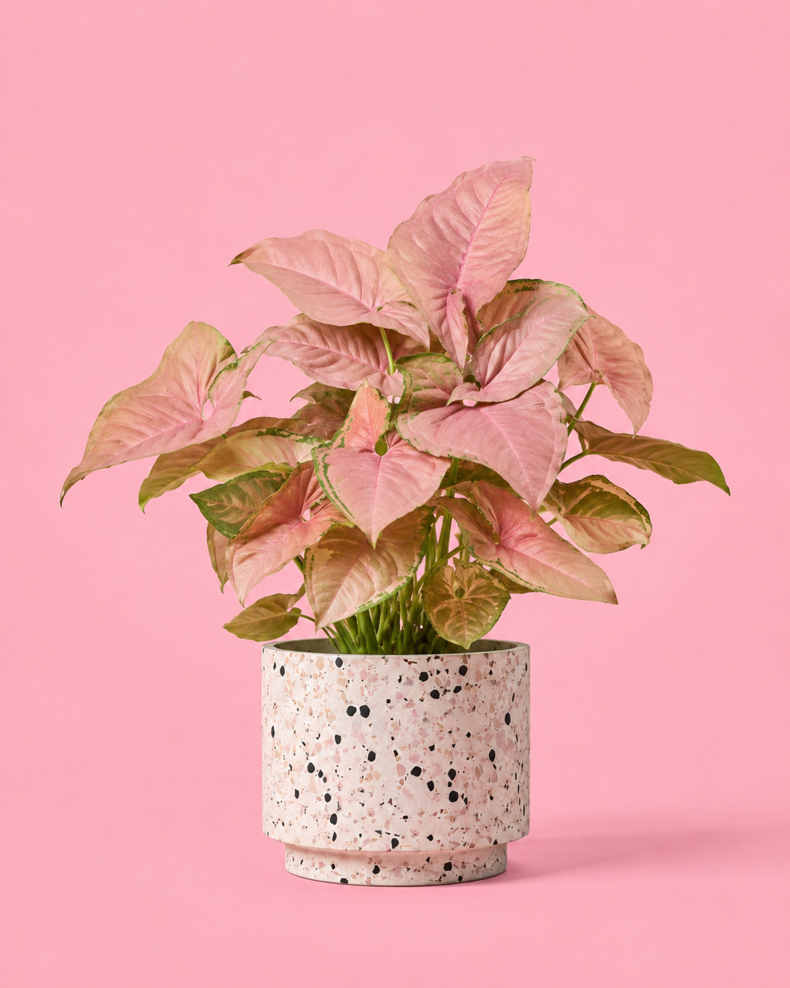 Syngonium Neon