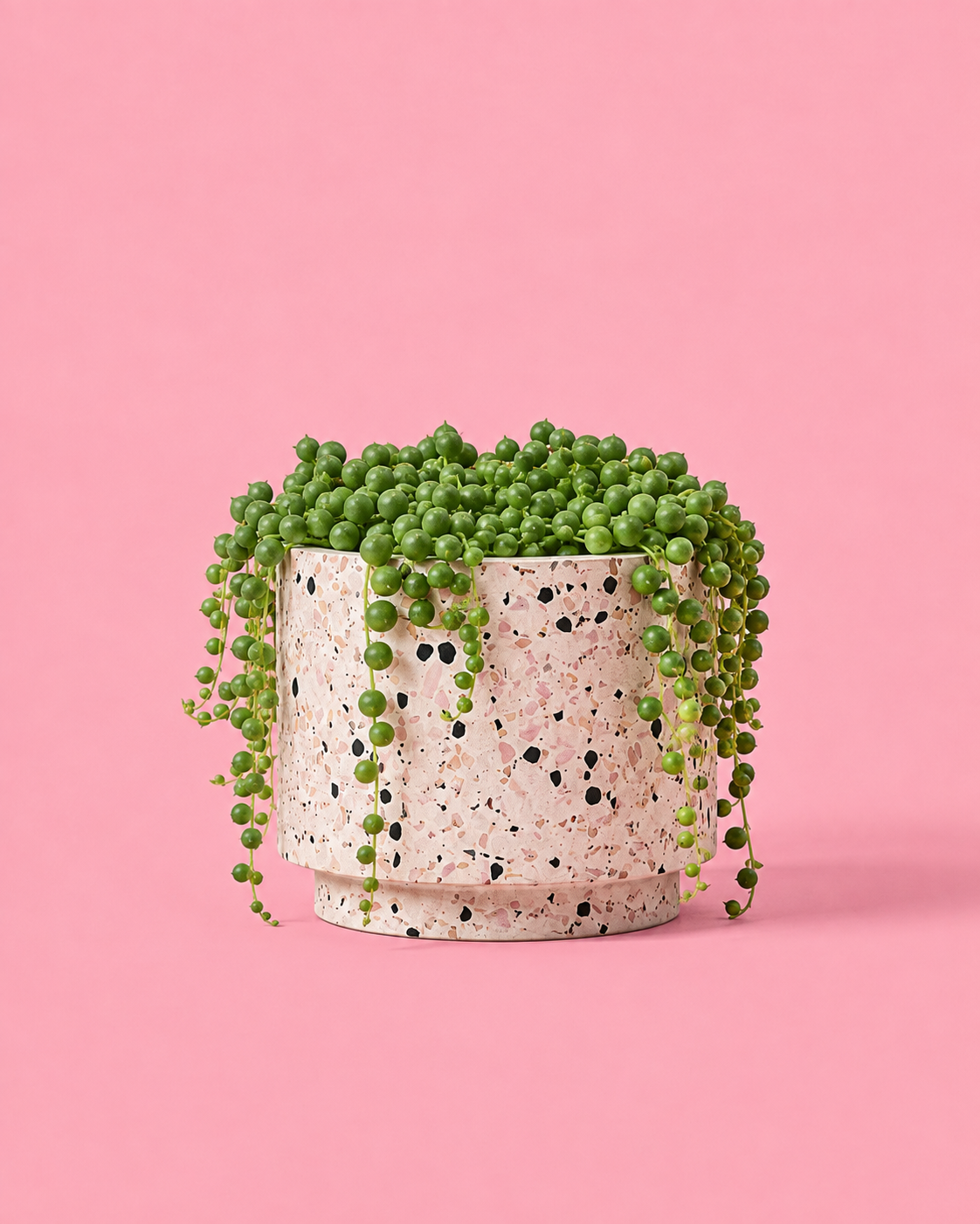 String of Pearls