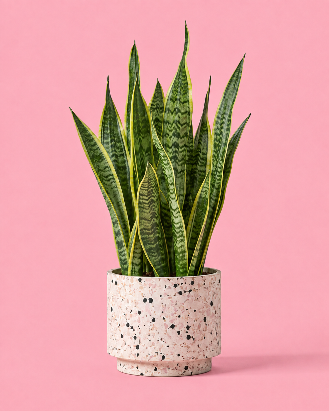 Sansevieria