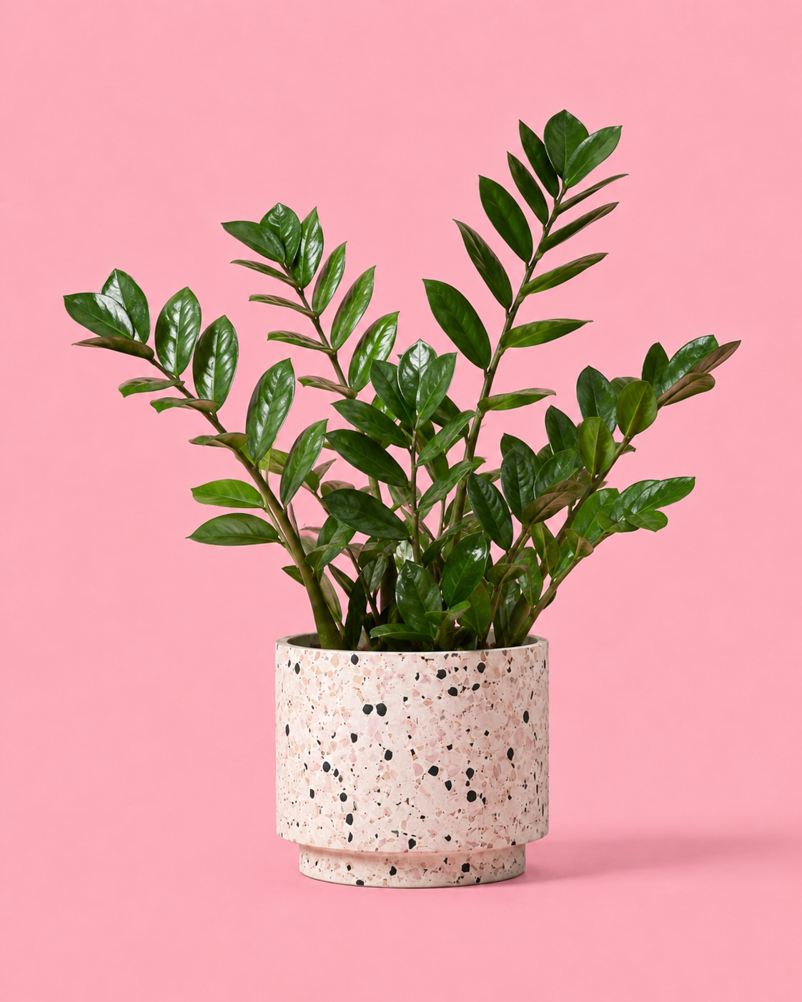 ZZ Plant