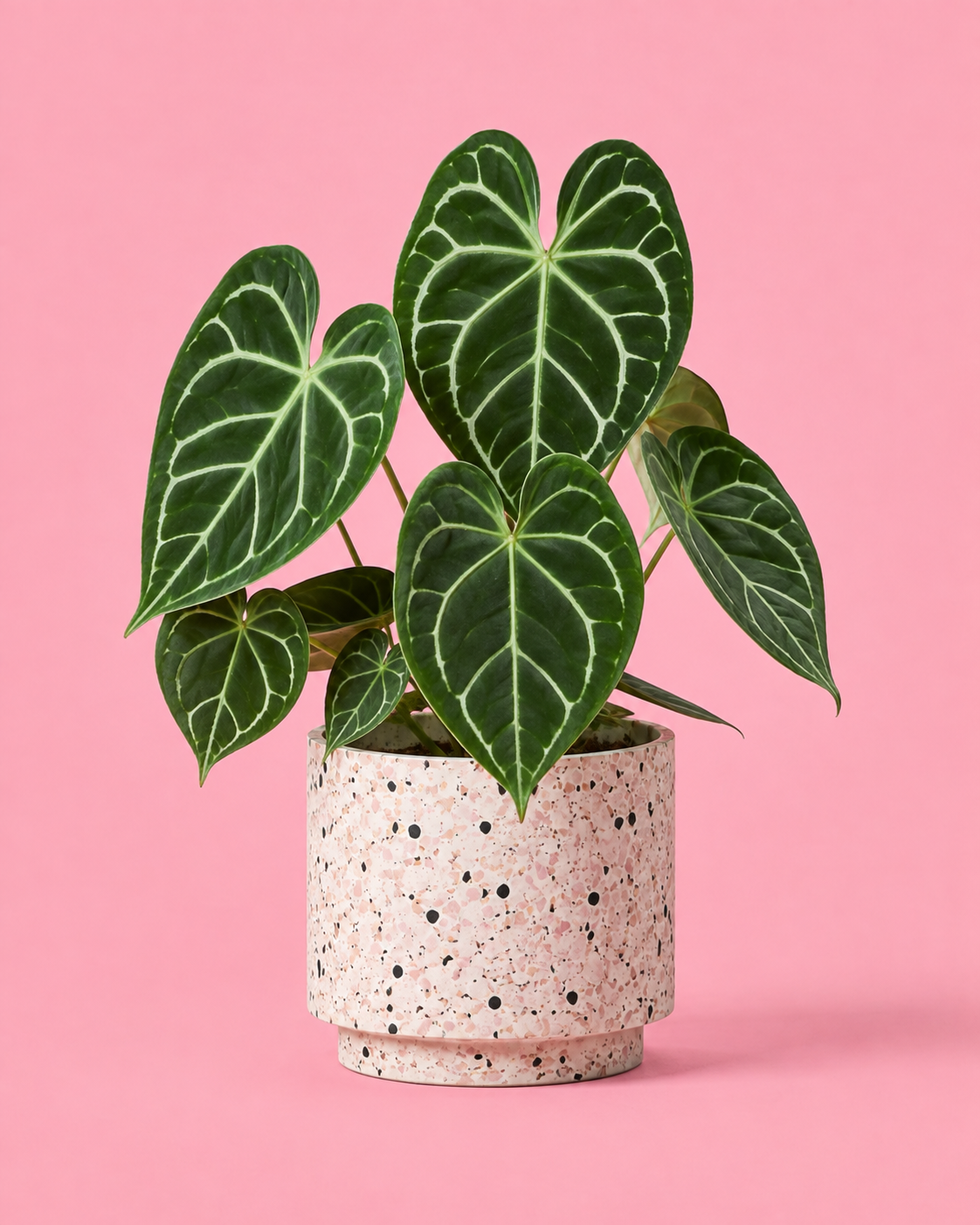 Anthurium Clarinervium