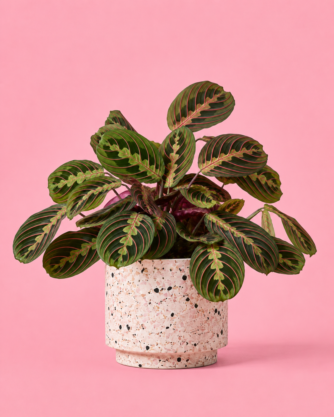 Maranta Leuconeura